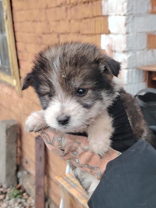 Отдам щенка в добрые руки