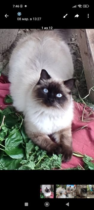 Продаются тайские котята