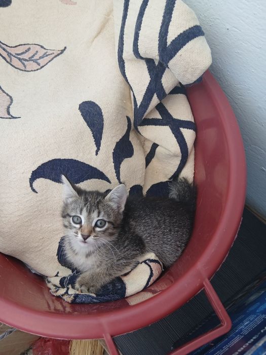 Котятки в любящие руки
