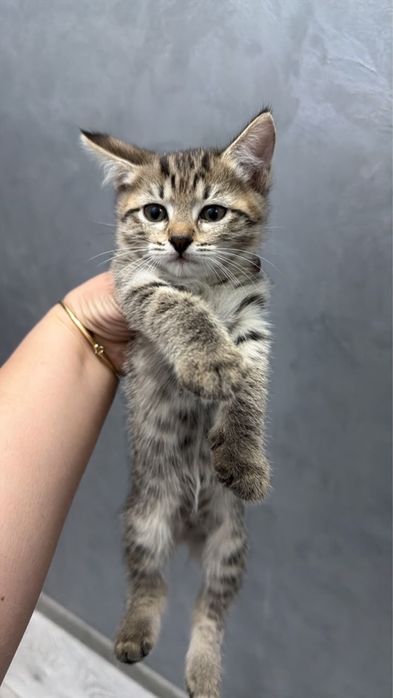 Котята в поисках дома