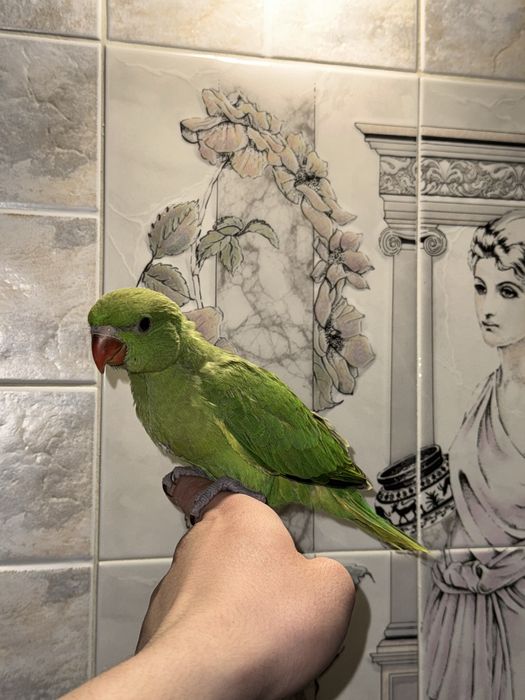 Продается ручной ожереловый попугай