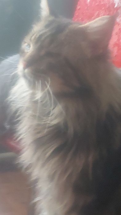 Продам кота мейнкуна