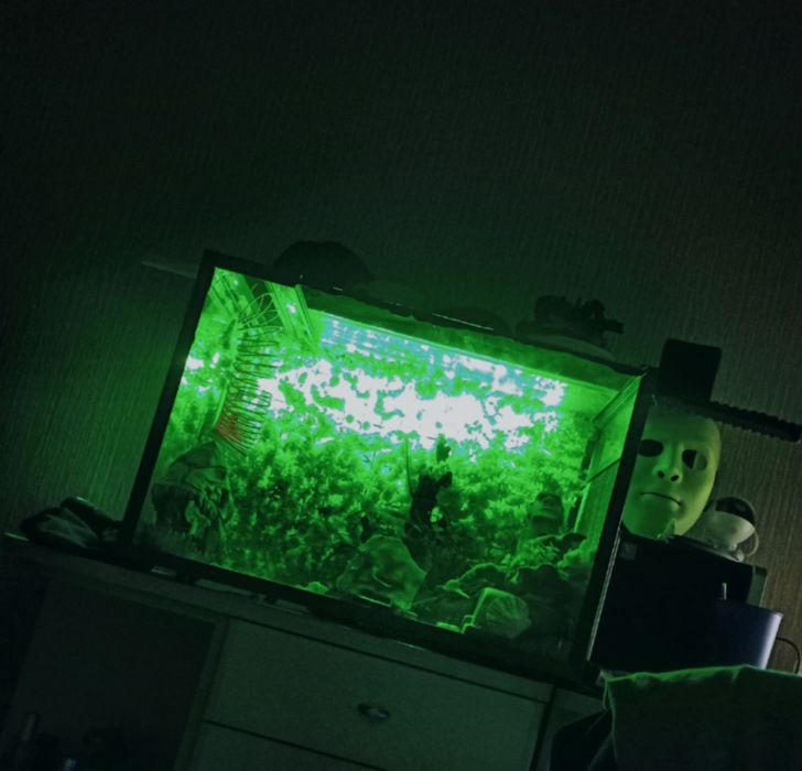 Террариум с эублефаром