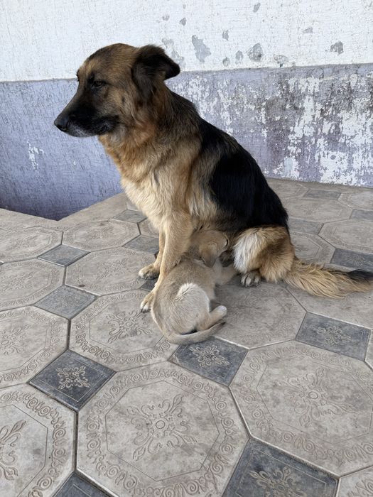 Щенок немецкой овчарки