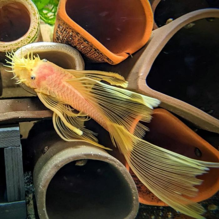 L144 blue eye long fin lemon