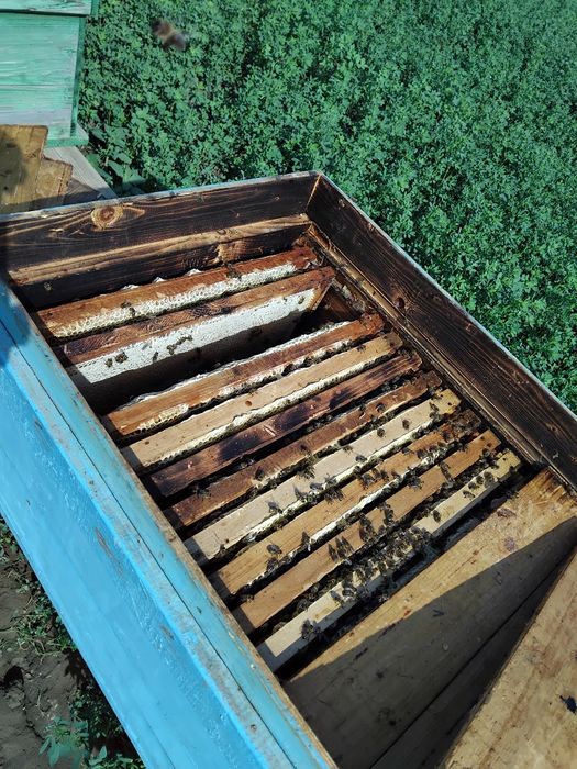 Vând  familii de albine