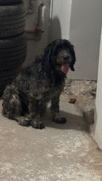 Собака:порода,спаниель.