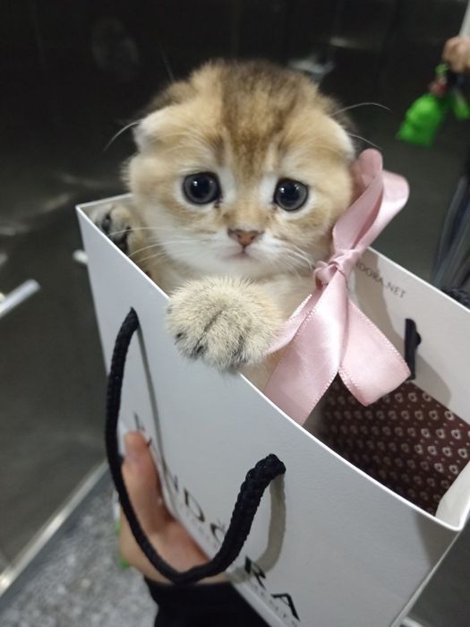 Продаются милие котята