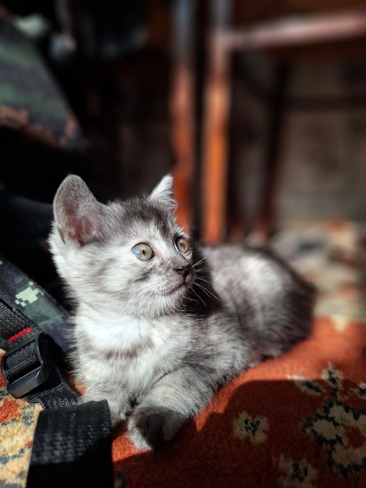 Отдам котёнка 2 месяца