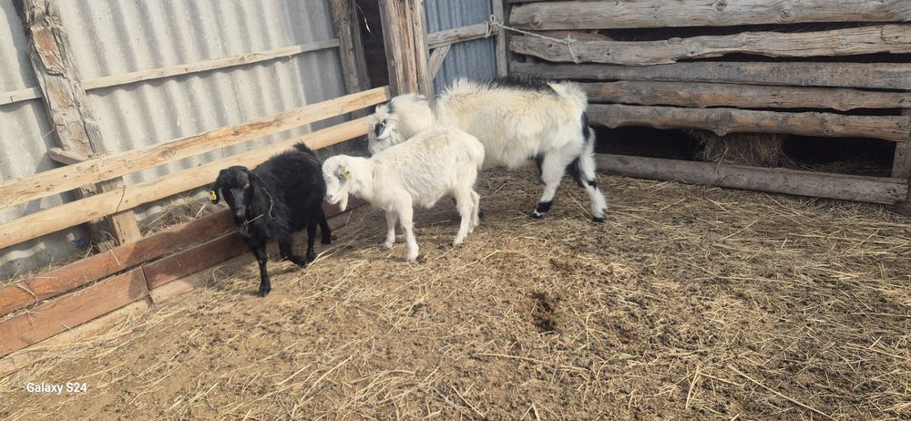 1 Теке,2 Ешки      .