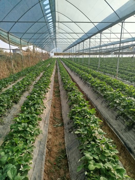 Тайёр бизнес теплица сотилади