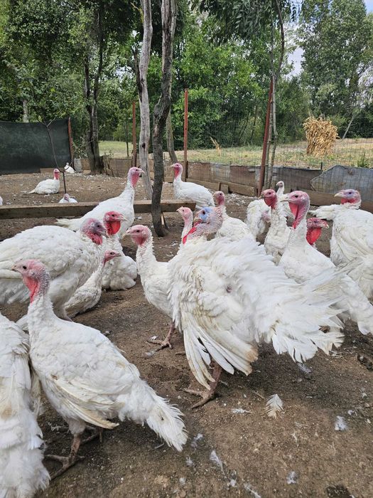 Curcani albi de carne