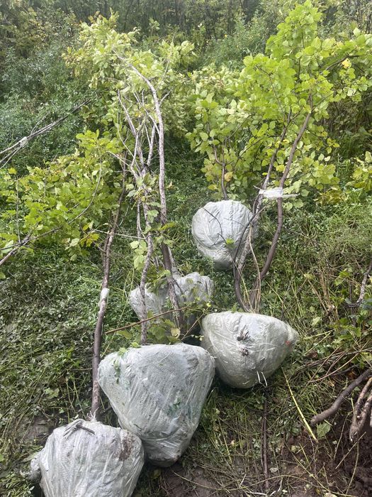 Клён татарский и остролистный