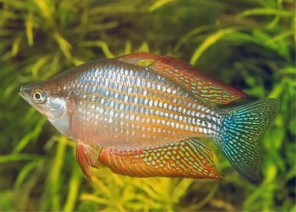 Радужница Сплендида