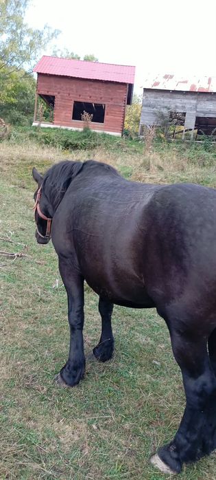 De vînzare iapa neagra mînze de 1 an galbena  neagramînzi de 4 luni ciocoati