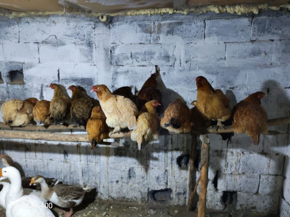 Тауықтар әтеш сатылады