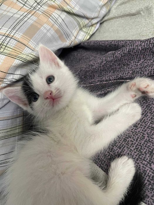 Котенок в добрые руки!