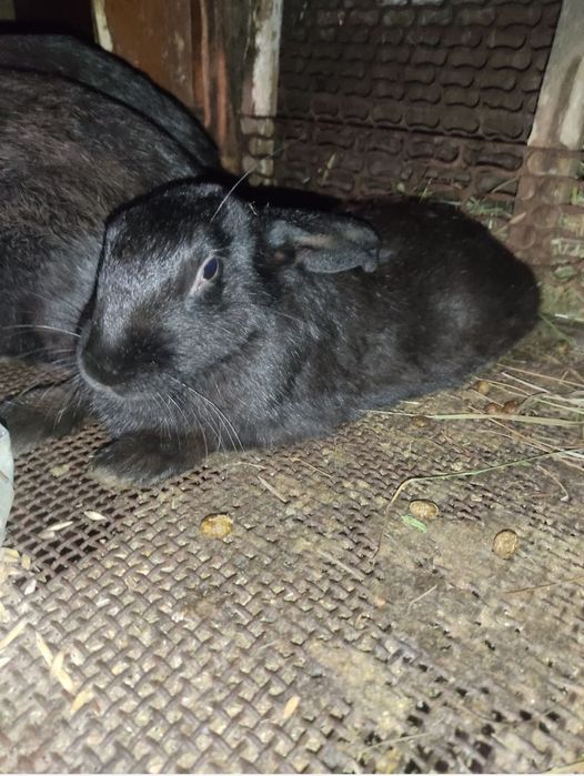 Продам крольчат Великана