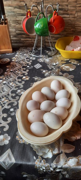 Урдак  тухумлари бор