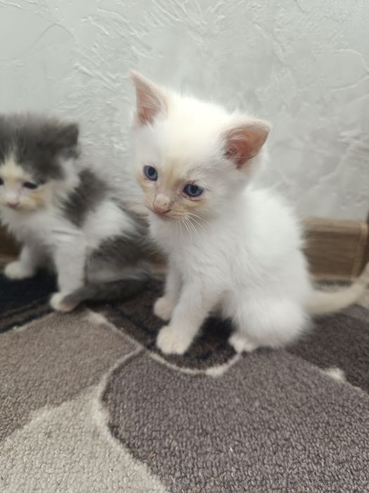 Отдам котят в добрые руки
