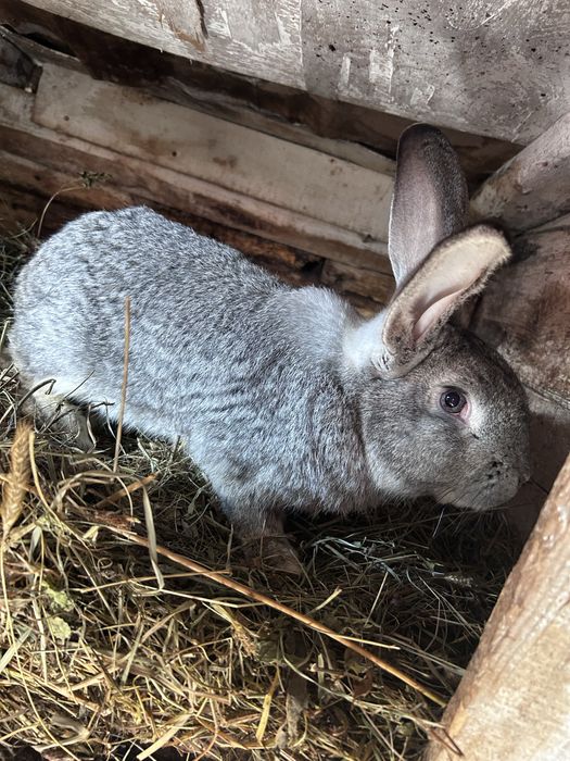 Vand iepuri diverse rase