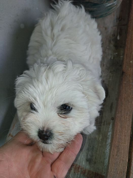 De vînzare. Jante Ford G-Max. Pui Bison.