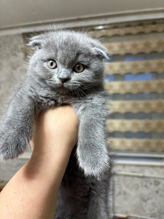 Britanskiy toza qon mushukchala sotiladi. 100 $dan