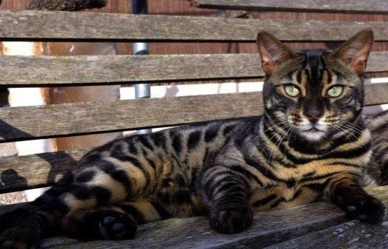 Мачо открыт для ВЯЗКИ !!!