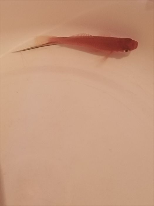 Продаю, самцов меченосцев