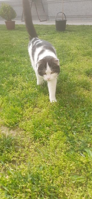 Mushuk fold. Мушук веслоуха . arzon narxda