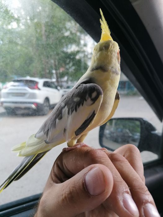 Попугай корелла красавчик