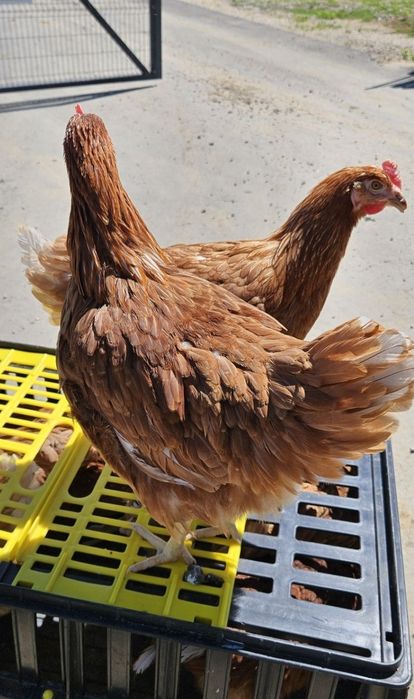 кокошки носачки  ломан Браун за яйца на 12 месеца