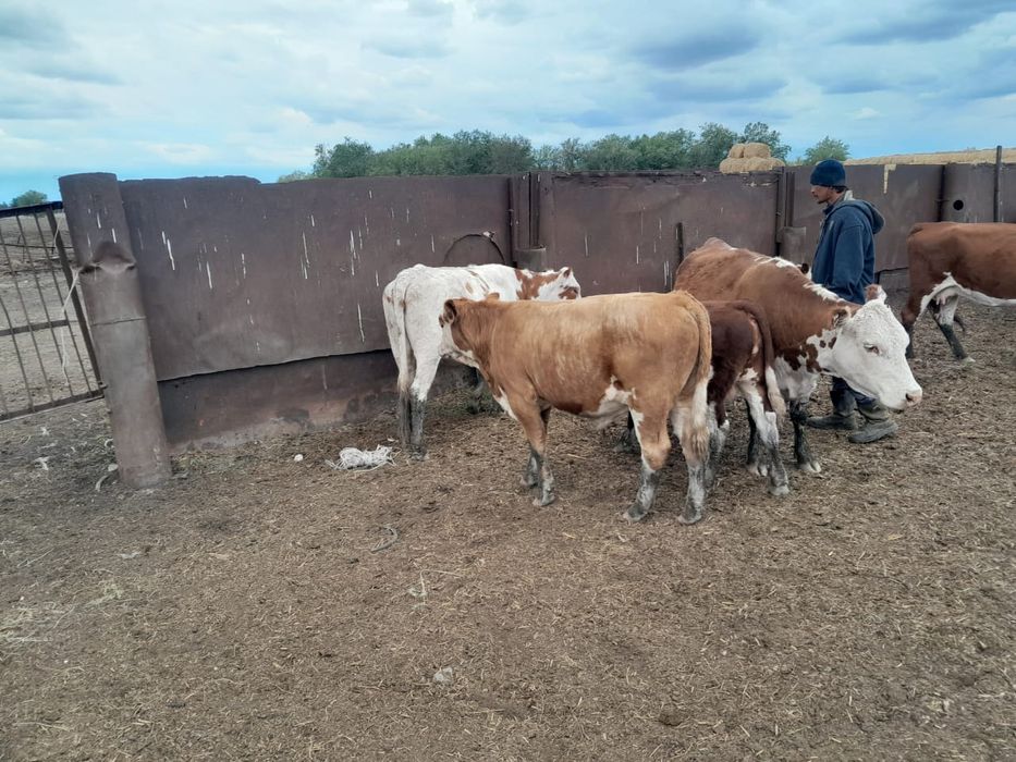 Обмен КРС продажа