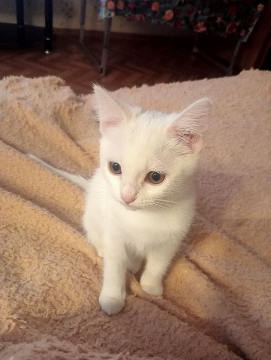 Котенок - девочка ищет  себе новый дом.