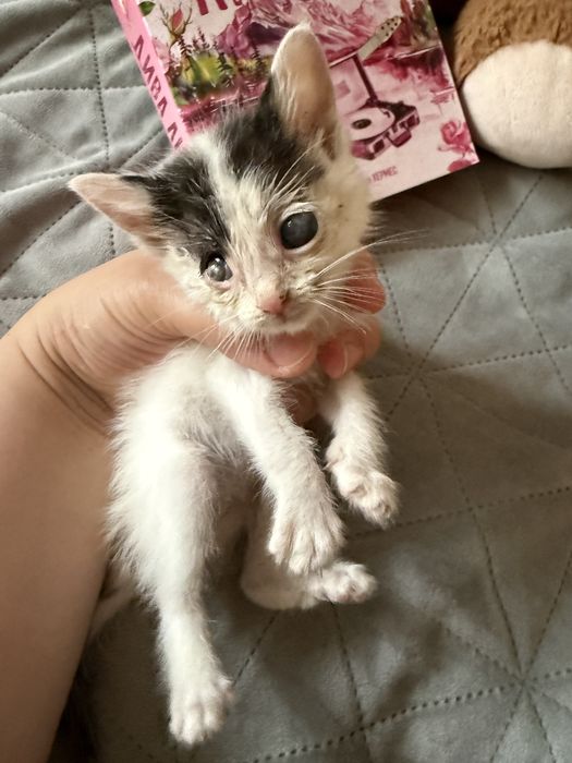 Подаряваме котета
