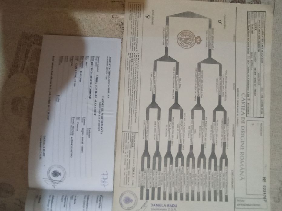 Vînd femelă CG. foarte frumoasă cu pedigree .