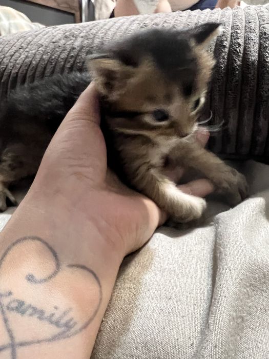 Котята редкой породы Чаузи