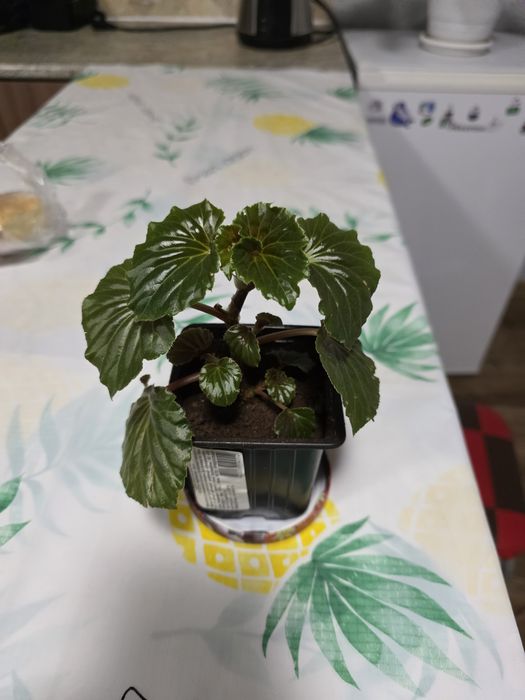 Продам/Обмен бегония