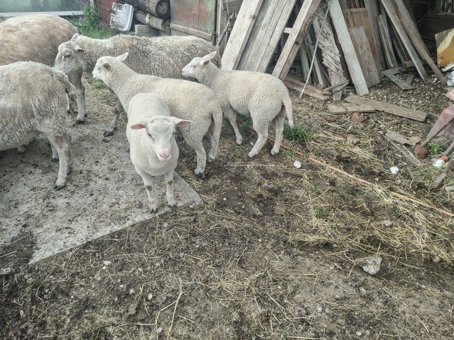 Mieluțe F3 Texel de vanzare