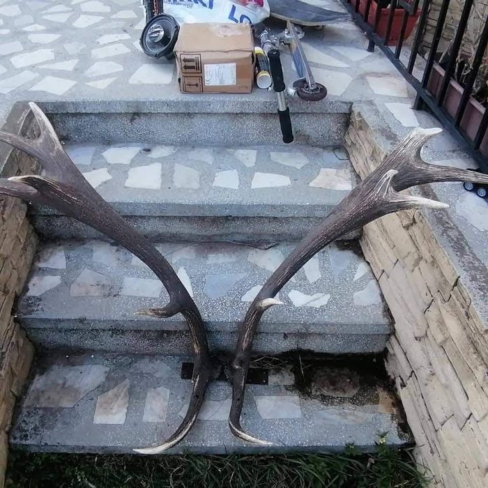 Рога на 9годишен лопатар