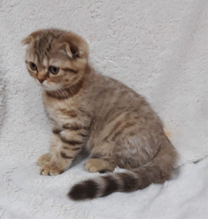 Плюшевая красотуля .