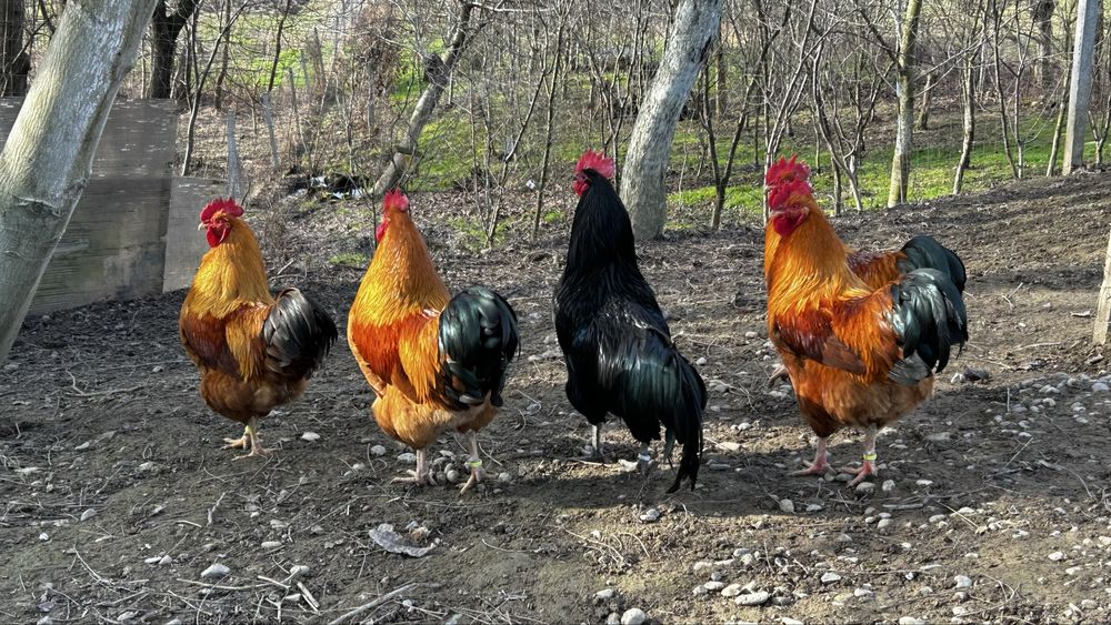 Cocoși New Hampshire  si Australorp