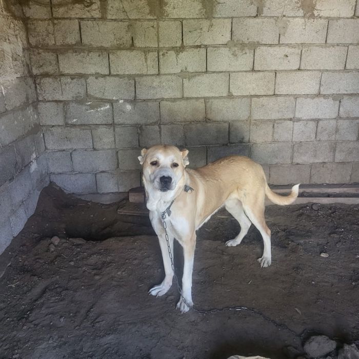 Алабай сатылады