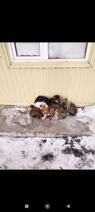 Отдам щенков в добрые руки.