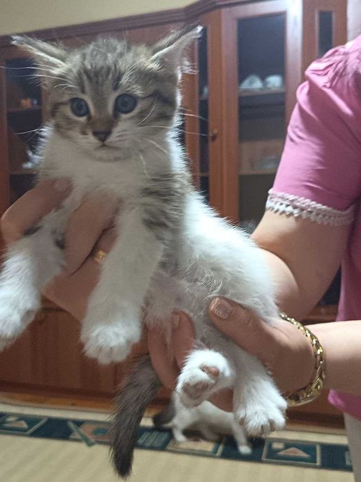 Сибирские котята