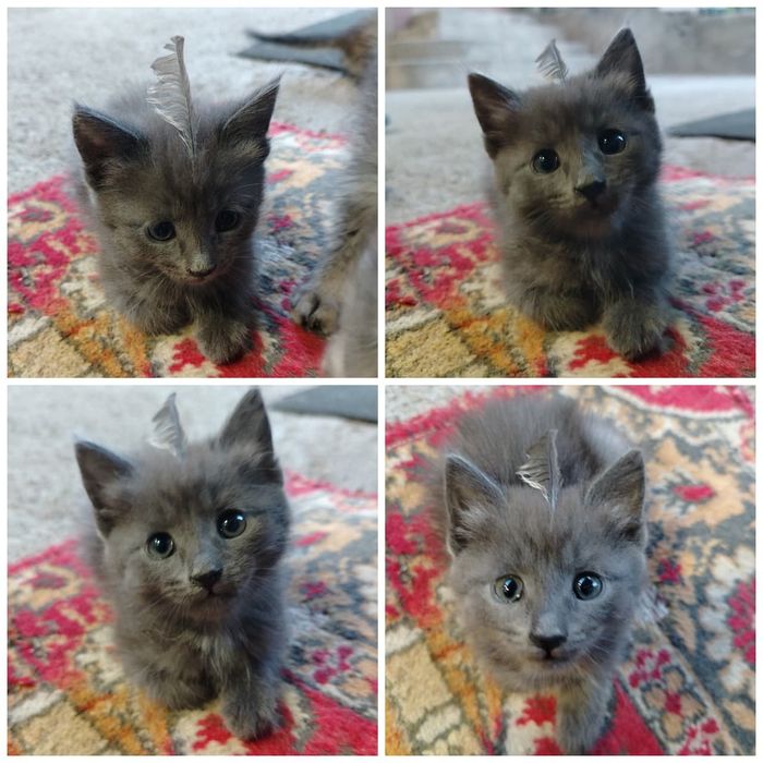 Отдам кошек с котятами в добрые руки