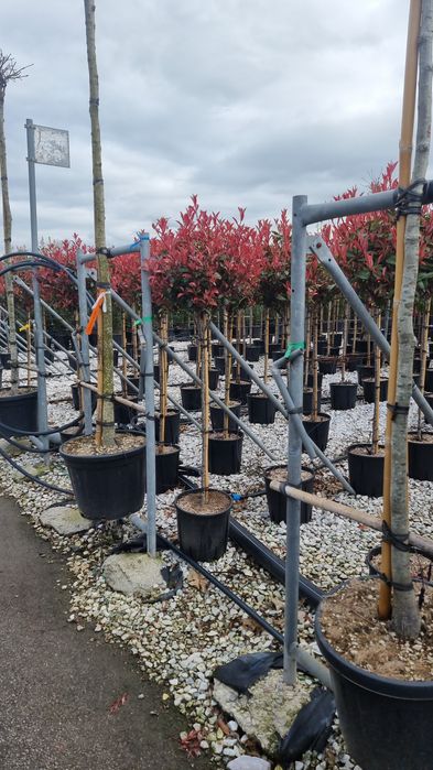 Cedru- artar rosu- photinia - eunomius- leylandi