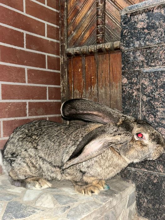 Продам крола Фландер.