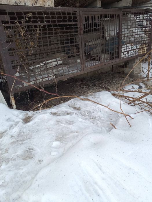 Крольчатник 2 штуки, цыплятник