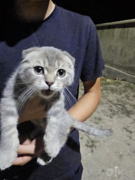 Scottish Fold ugilbola polniy koplekt narsalari bor